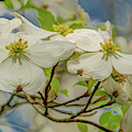 Delicate Dogwoods