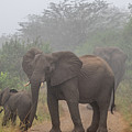 Out of the Fog in Hluhluwe