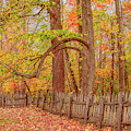 A Crooked Old Fence in the Shadow of Fall