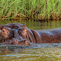 Hippo Submerged in River