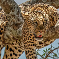 Leopard Resting on a Tree Branch