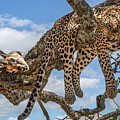 Leopard Resting on Tree Branch