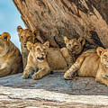 Lion Family Resting on Rocks