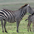 Safari Special Moment, Birth of a Zebra